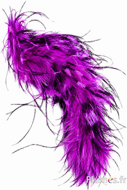 Struisvogel lont - 10 cm - pink-zwart